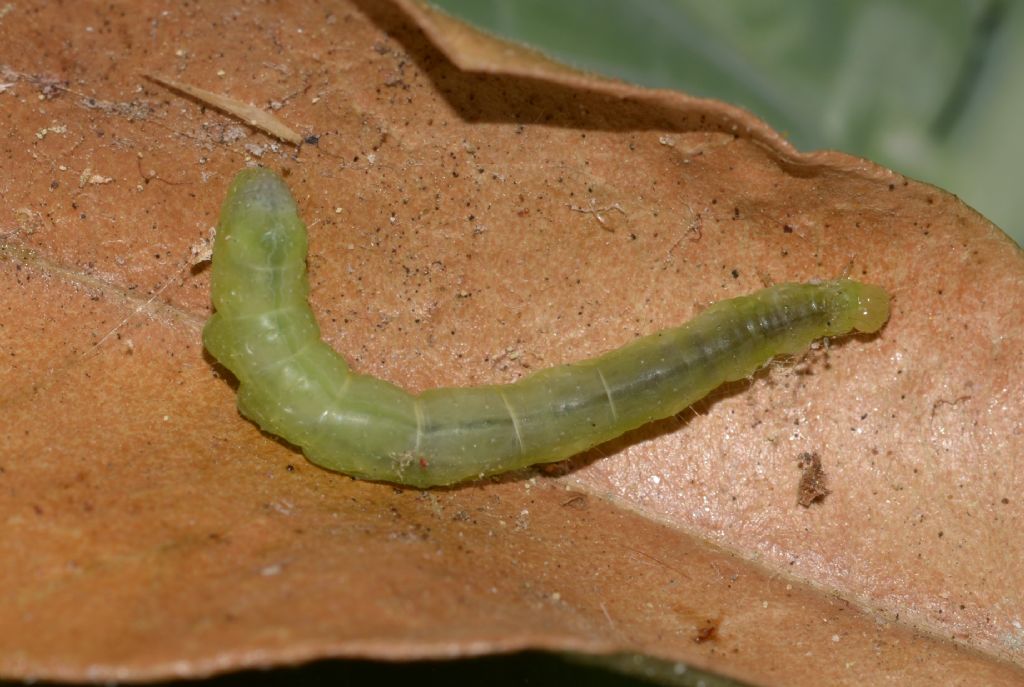 Bruchi di...  Chrysodeixis chalcites (cfr.) - Noctuidae